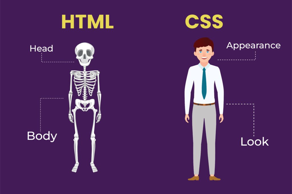 difference between HTML & CSS